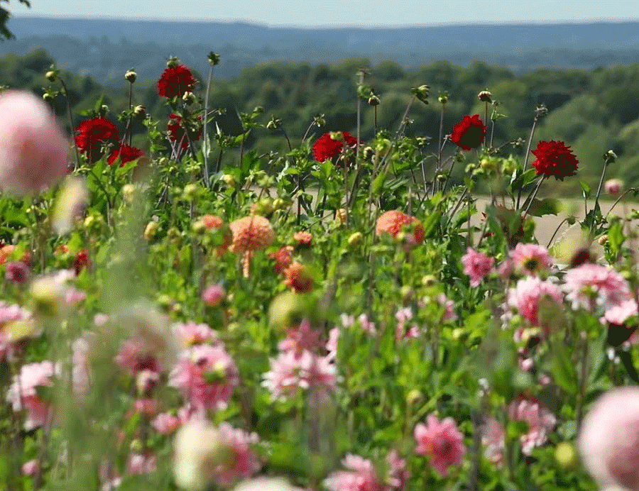 Organic flower farm with colorful dahlias - Natural & Sustainable skincare philosophy
